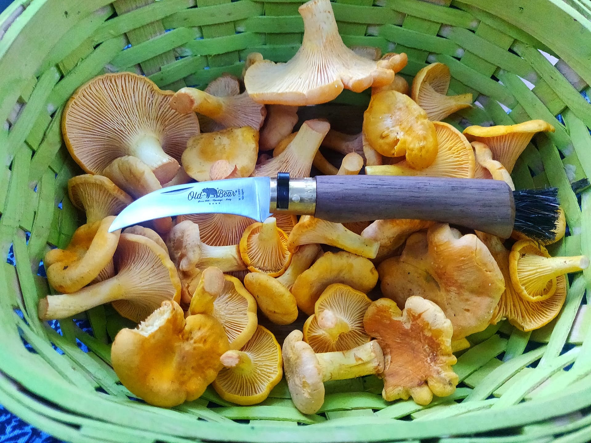 Fresh chanterelle mushrooms harvested at Heart of the Forest Farm in Grafton NH