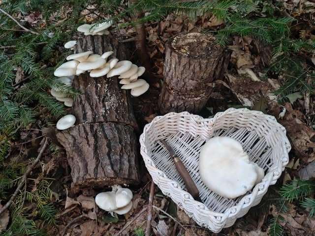 Oyster mushrooms growing on logs at Heart of the Forest Farm in Grafton NH