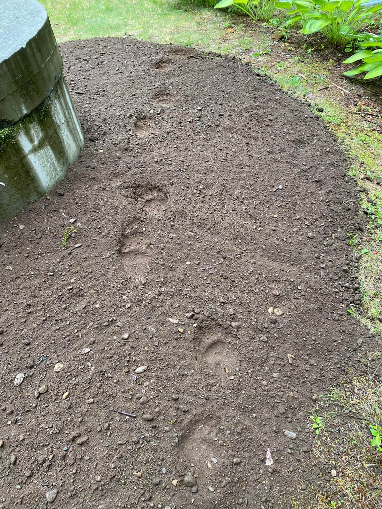 Black bear tracks crossing freshly turned soil in Grafton New Hampshire